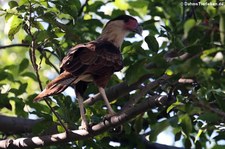 Karibikkarakara (Caracara cheriway) auf Curaçao