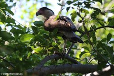 Karibikkarakara (Caracara cheriway) auf Curaçao