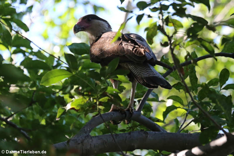 Caracara cheriway