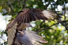 Karibikkarakara (Caracara cheriway) auf Curaçao