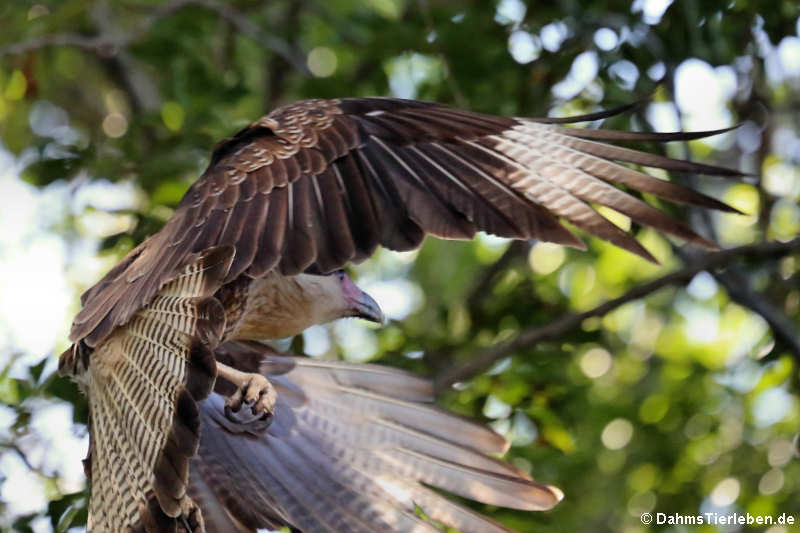 Caracara cheriway