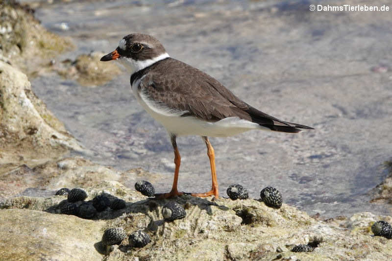 Charadrius semipalmatus