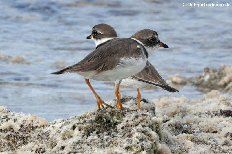 Charadrius semipalmatus