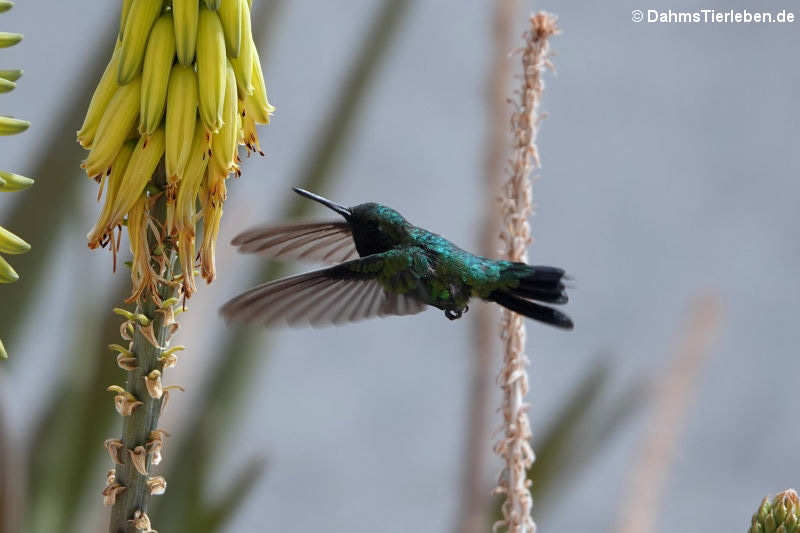 Chlorostilbon mellisugus caribaeus-3