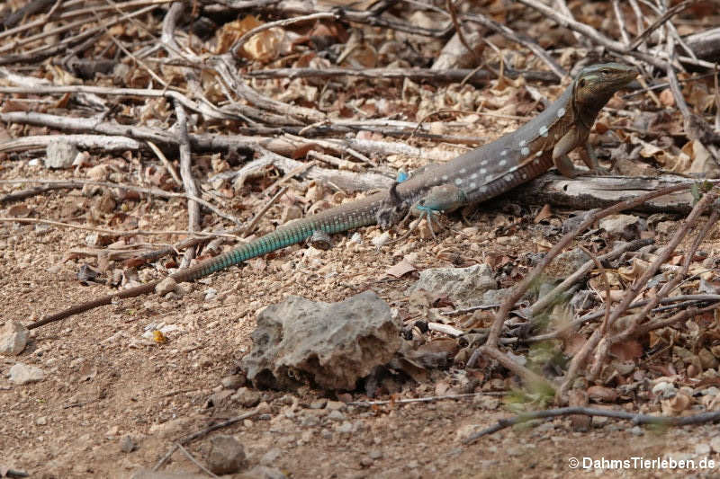 Curaçao-Rennechse Cnemidophorus murinus-2