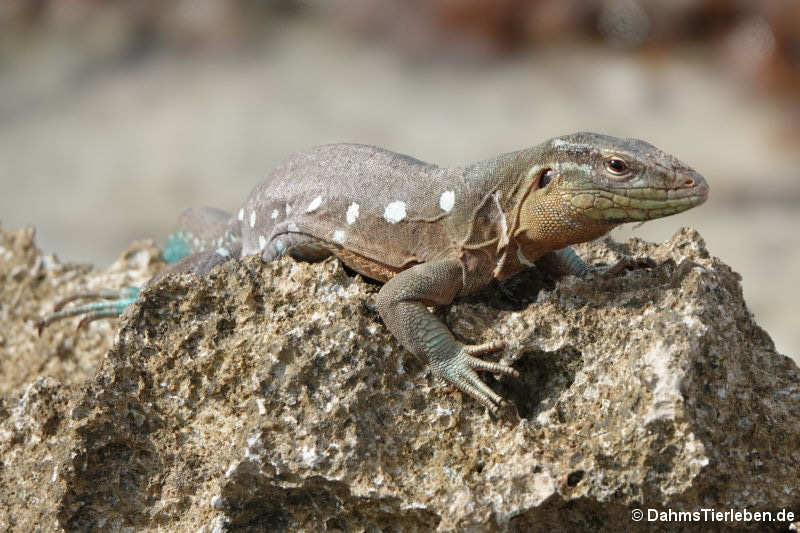 Cnemidophorus murinus