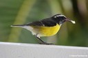 Coereba flaveola uropygialis