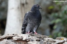 Felsentaube (Columba livia livia) auf der Karibikinsel Curaçao