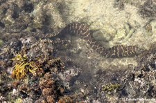 Kettenmuräne (Echidna catenata) in der Jan Thielbaai, Curaçao