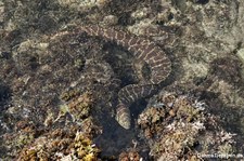 Kettenmuräne (Echidna catenata) in der Jan Thielbaai, Curaçao