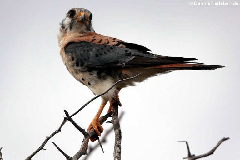 Falco sparverius brevipennis