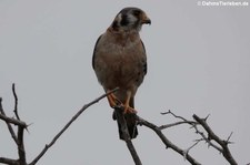 Buntfalke (Falco sparverius brevipennis) auf der Karibikinsel Curaçao