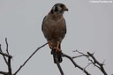 Falco sparverius brevipennis