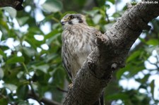 Buntfalke (Falco sparverius brevipennis) auf der Karibikinsel Curaçao