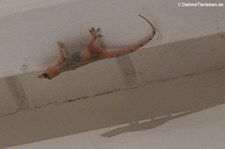 Hausgecko (Hemidactylus mabouia) auf der Karibikinsel Curaçao