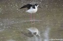 Himantopus mexicanus