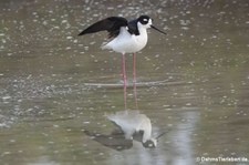 Amerikanischer Stelzenläufer (Himantopus mexicanus) auf der Karibikinsel Curaçao