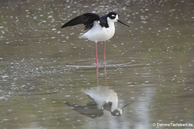 Himantopus mexicanus