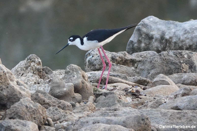 Himantopus mexicanus-8