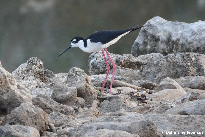 Himantopus mexicanus