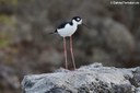 Himantopus mexicanus