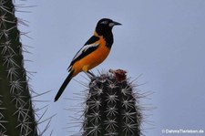 Orangetrupial (Icterus icterus ridgwayi) auf der Karibikinsel Curaçao