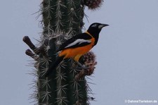 Orangetrupial (Icterus icterus ridgwayi) auf der Karibikinsel Curaçao