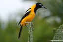 Icterus icterus ridgwayi