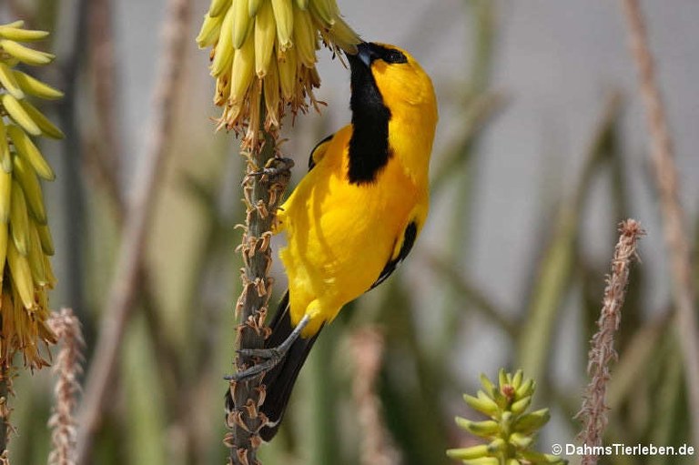 Icterus nigrogularis curasoensis