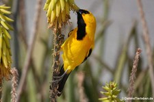 Orangebrusttrupial (Icterus nigrogularis curasoensis) auf der Karibikinsel Curaçao