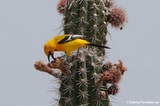 Orangebrusttrupial (Icterus nigrogularis curasoensis) auf der Karibikinsel Curaçao