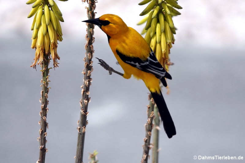 Icterus nigrogularis curasoensis