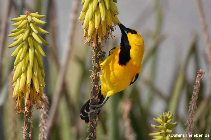 Icterus nigrogularis curasoensis