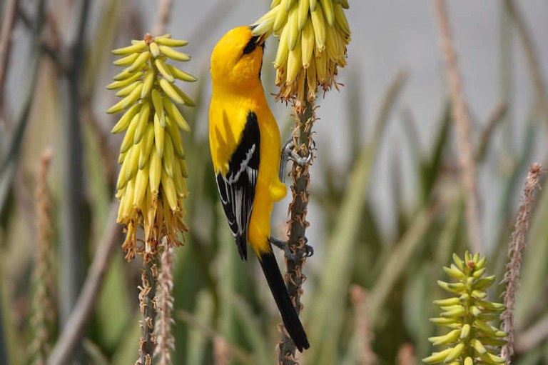 Icterus nigrogularis curasoensis