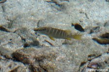 Schulmeister-Schnapper (Lutjanus apodus) vor der Karibikinsel Curaçao