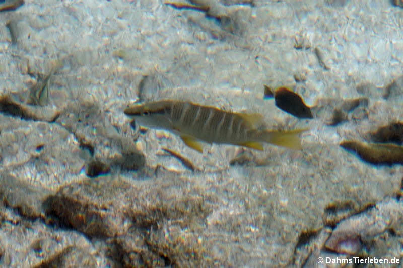 Schulmeister-Schnapper Lutjanus apodus-1