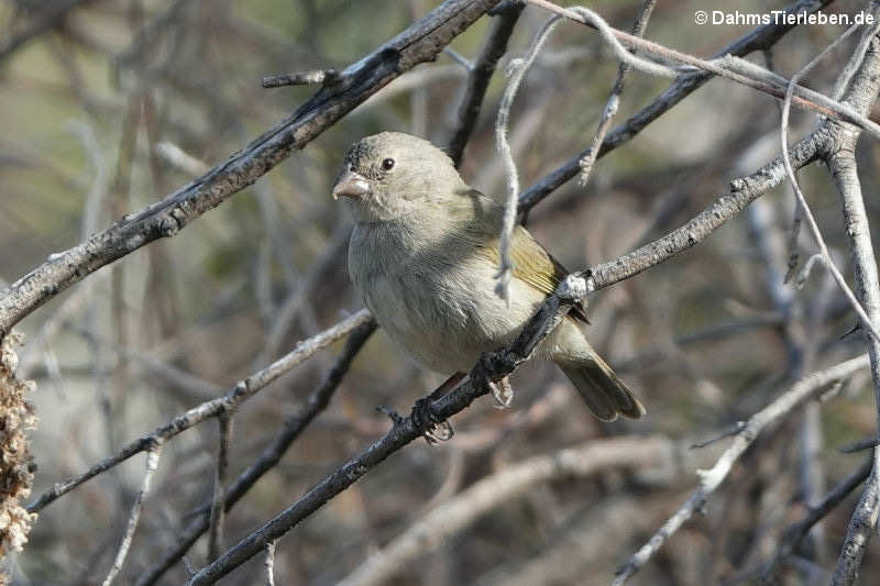 Melanospiza bicolor sharpei