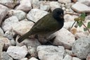 Melanospiza bicolor sharpei