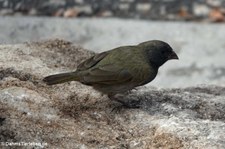 männliche Jamaikagimpeltangare (Melanospiza bicolor sharpei) auf der Karibikinsel Curaçao