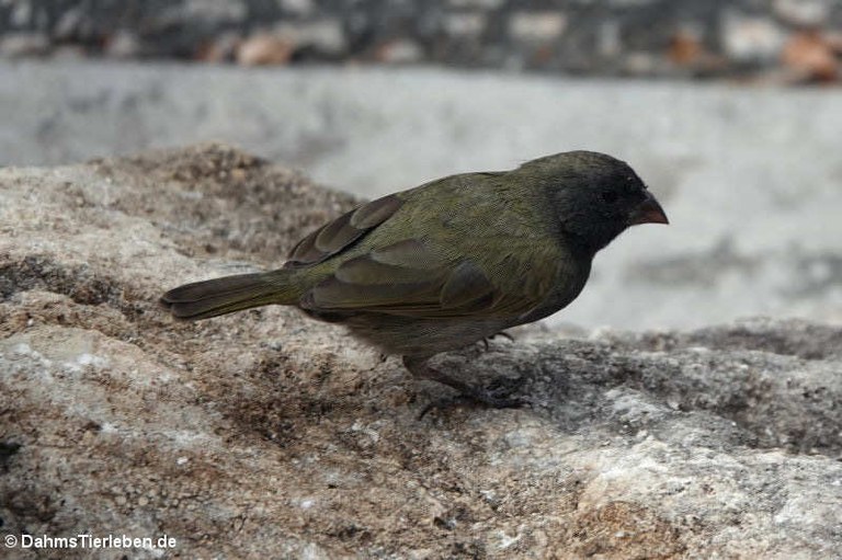 Melanospiza bicolor sharpei