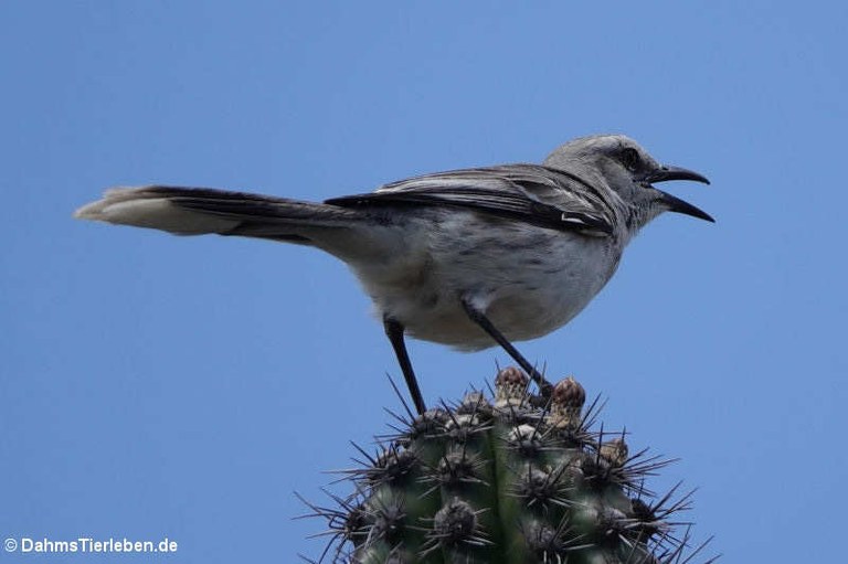 Mimus gilvus rostratus