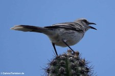 Tropenspottdrossel (Mimus gilvus rostratus) auf der Karibikinsel Curaçao