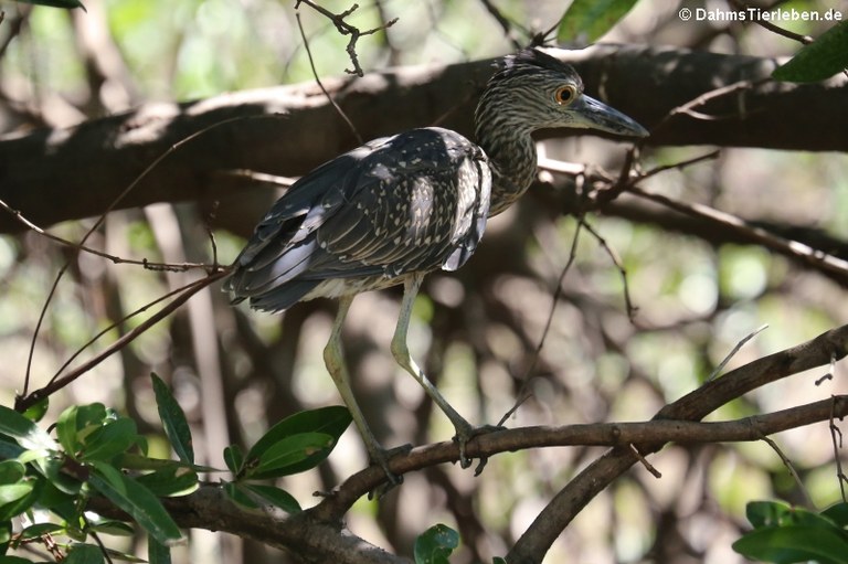 Nyctanassa violacea bancrofti