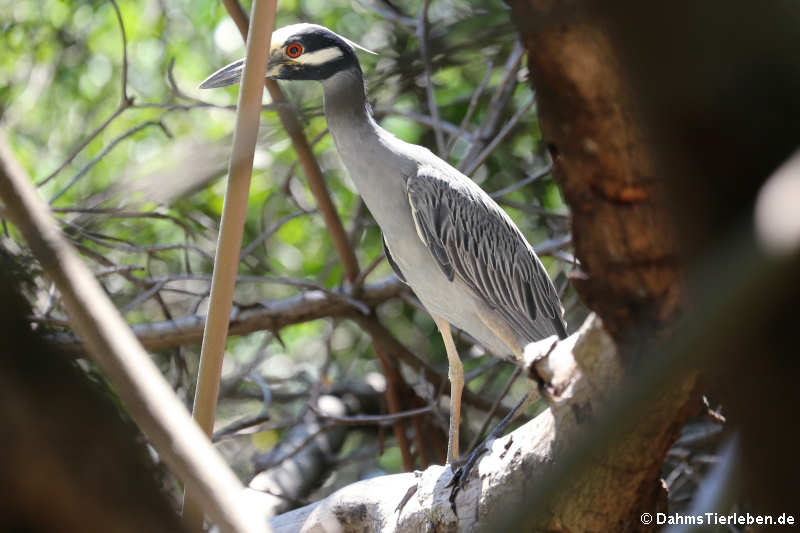 Nyctanassa violacea bancrofti-1