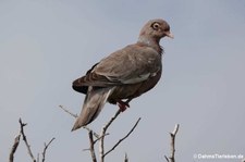 Nacktaugetaube (Patagioenas corensis) auf der Karibikinsel Curaçao