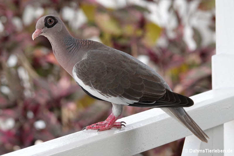 Nacktaugentaube (Patagioenas corensis)