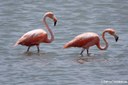 Phoenicopterus ruber ruber