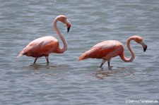 Kubaflamingos (Phoenicopterus ruber ruber) auf der Karibikinsel Curaçao