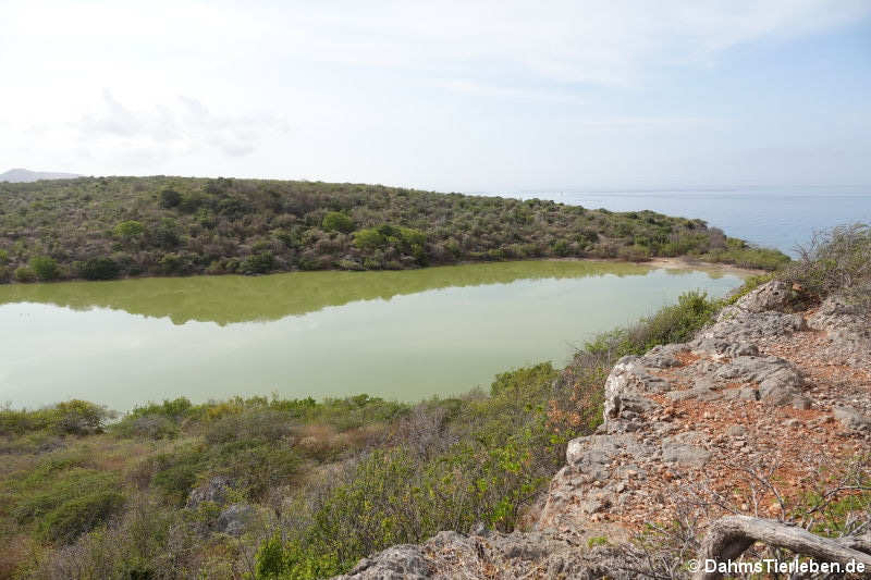 Die Jan Thiel Lagune, einer der beliebten Orte für Wasservögel