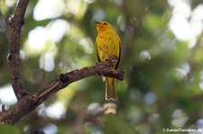 Safranammer (Sicalis flaveola flaveola) auf der Karibikinsel Curaçao